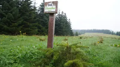 Nordmanntannen erholen sich von Hitzesommer – Landwirt pflanzt Setzlinge