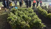5000 neue Bäume: Rostocker Familien pflanzen im Küstenwald