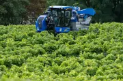Gute Weinernte 2026: Wird der Anbau in MV ausgeweitet?