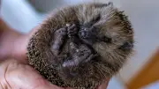 Igel im Herbst: Gefahren und Hilfe für die stachligen Tiere