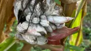 Maisbeulenbrand in MV: Warum der Pilz bis zu 530 Euro pro Kilo kostet
