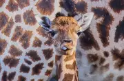 Schweriner Zoo begrüßt Giraffenbaby: „Sehr agil und aufgeweckt“