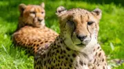 Trauer im Rostocker Zoo: Gepardin Malika musste eingeschläfert werden