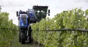 Weinlese auf Schloss Rattey endet mit Rekordergebnis